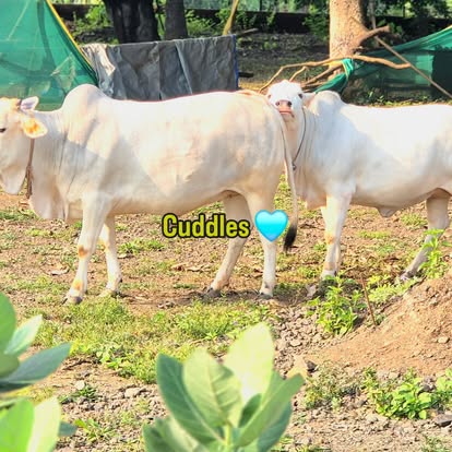 Cows at the Gokulam Gaushala