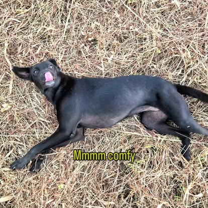 A dog at the ashram grounds