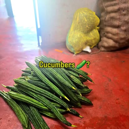 Fresh cucumbers from the Mohanji Farms